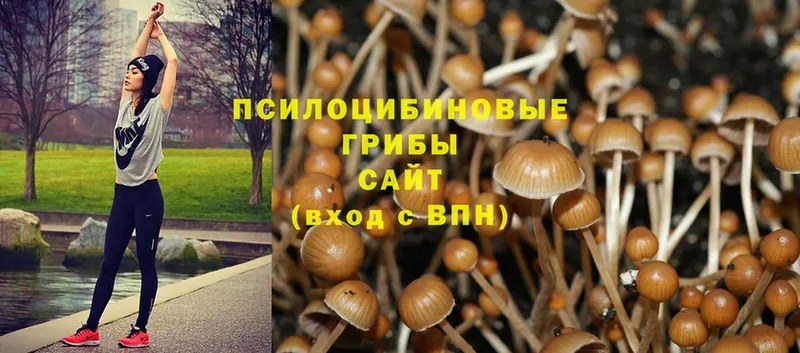 Псилоцибиновые грибы Magic Shrooms  Москва 